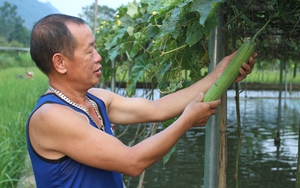 &quot;Đào&quot; ao nổi nuôi cá, trên trồng mướp, trồng su su một nông dân Thái Nguyên thu gần 200 triệu/năm