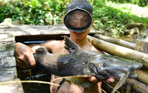 Nuôi loài cá đặc sản của sông Mã trông như cái tàu ngầm, thịt cực ngọt và ngon, có giá trị kinh tế cao