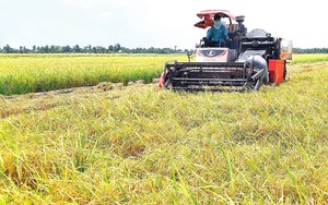 Máy cắt, ghe chở lúa "khát" dầu vì cây xăng bán nhỏ giọt, nông dân miền Tây kêu trời