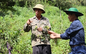 Bắc Yên tận dụng lợi thế để phát triển kinh tế