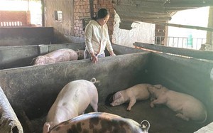 Gần 1.000 con lợn chết sau tiêm vaccine dịch tả lợn châu Phi: Do tiêm sai đối tượng