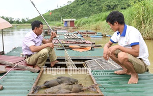 Loài cá có râu quý hiếm này một thời ví như thủy quái, nay nuôi bảo tồn, nhân giống trên sông ở Tuyên Quang
