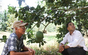 Một nông dân Ninh Thuận bỏ 10 tỷ trồng 2 loại cây, bất ngờ mới thu vụ sầu riêng đầu tiên đã lãi 2 tỷ