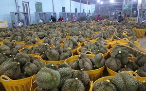 Hải quan Trung Quốc chưa có kết luận về vùng trồng sầu riêng của Việt Nam sau khi kiểm tra cấp mã số xuất khẩu