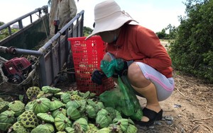 Trồng loại cây cảnh này dưới ruộng lúa, nông dân Khánh Hòa hái ra tiền