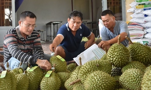 Thực hư thông tin Hải quan Trung Quốc không công nhận cơ sở đóng gói, mã số vùng trồng sầu riêng Việt Nam