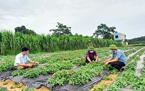 Hàng nghìn nông dân có thu nhập tăng gấp 5-7 lần nhờ trồng loại cây này