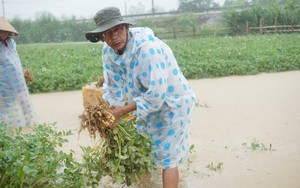 Quảng Nam thiệt hại khoảng 1.016 tỷ đồng do thiên tai