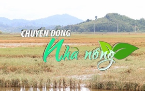 Chuyển động Nhà nông 7/9: Hơn 2.000ha lúa ngập ở Đắk Lắk mất trắng do mưa lũ