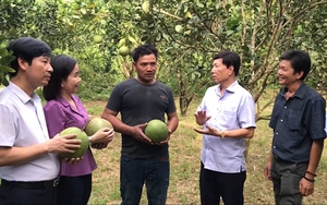 Đoàn công tác Trung ương Hội Nông dân Việt Nam thăm mô hình trồng bưởi, tặng bò cho hộ nghèo ở Khánh Hòa