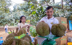 Hải quan Trung Quốc khuyến cáo gì với các mã số vùng trồng, cơ sở đóng gói sầu riêng Việt Nam chưa đạt yêu cầu?