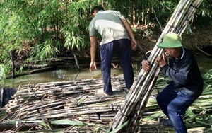 Nông dân Hậu Giang phấn khởi khi giá mía bán chục cao kỷ lục