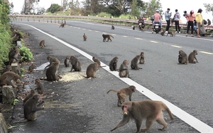 Khỉ ở bán đảo Sơn Trà náo loạn nhà dân tại Đà Nẵng