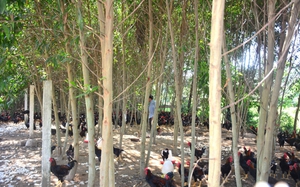 Đây là cách nuôi gà thả vườn của nông dân Quảng Ngãi, cứ nói bán được rồi là có người mua ngay