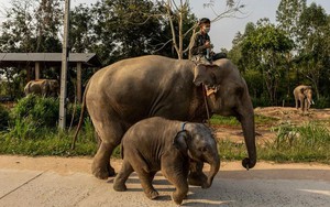 Những chú voi "thất nghiệp" ở Thái Lan vì vắng bóng du khách