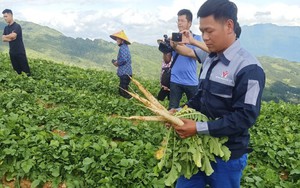 Nông sản Xín Mần từng bước xuất ngoại