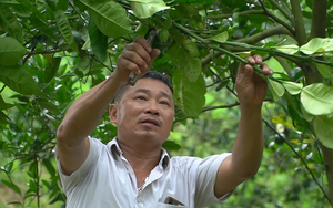  Nông dân SXKD giỏi toàn quốc lần thứ VI: Trần Trung Thuyết, người đi tìm "vàng" trong đá