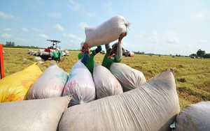 Giá gạo xuất khẩu tăng, nhiều triển vọng trong vụ thu hoạch mới