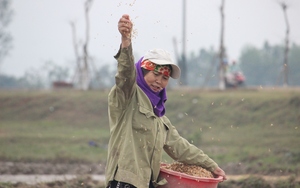 Nông dân Quảng Bình ra đồng ngày đầu năm, kỳ vọng mùa vụ bội thu