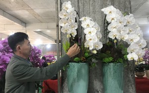 Hoa lan dát vàng 18k món đồ chơi Tết độc lạ, sang chảnh gây sốt thị trường hoa Tết ở Nghệ An