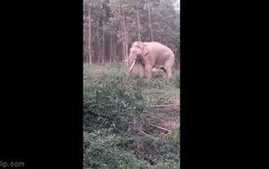 Clip NÓNG 24h: Người dân Đồng Nai phát hoảng khi thấy voi ngà lệch đi dạo quanh bìa rừng
