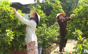 Trồng mai vàng, nghe nông dân chuyên nghiệp ở Tiền Giang tiết lộ bí quyết làm chậu mai Tết đẹp, hoa to