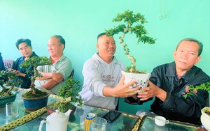 Phú Yên: Tuyệt phẩm cây cảnh bonsai mini đắt đỏ dành cho nhà giàu chưng Tết