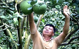 Tỷ phú nông dân ở Khánh Hòa chỉ trồng cây gì mà tích cóp gia sản 40 tỷ, mỗi năm thu nhập 1 tỷ?