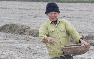 Nông dân Quảng Bình hối hả ra đồng gieo trồng vụ lúa đông - xuân trong tiết trời nắng ấm