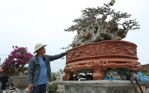 Bất ngờ gốc duối cổ thụ khỏe, mập, lùn ở Bắc Giang lại chiết từ phần ngọn cây, đã được trả giá bao nhiêu?
