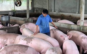 Giá lợn hơi ghi nhận giá thấp mới, lượng lợn vẫn đang ứ đọng khó tiêu thụ