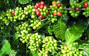 Giá cà phê tiếp tục giảm sâu, cà phê nội "tụt" thêm 600 đồng/kg