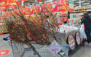 Hoa đào lên kệ siêu thị Sài Gòn, một hệ thống chuẩn bị hơn chục triệu cành hoa tươi bán Tết