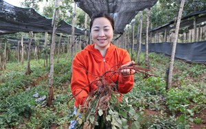 Cây đan sâm là cây gì mà nông dân ở nơi này ở Gia Lai nhổ rễ lên bán 300.000-500.000 đồng/kg