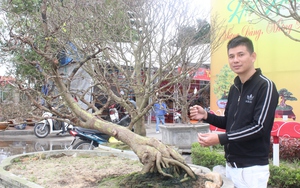 Clip: Khách trả 2,5 tỷ mua cây Hoàng Mai thế "Bạt phong hồi đầu" ở Quảng Bình, ông chủ đã bán chưa?