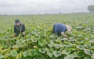 Đây là loại cây bò khắp ruộng ra quả ngon, ăn bổ dưỡng, nông dân Thái Bình cắt lên là bán hết sạch