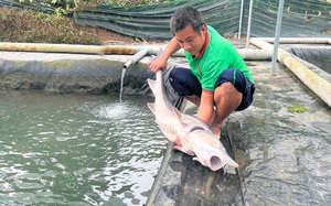 Nuôi cá nước lạnh thu tiền tỷ ở Lâm Đồng, vác con cá to bự lên ai trông thấy cũng trầm trồ