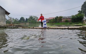 Thái Nguyên: Nuôi cá chép đỏ bán ngày Tết ông Công ông Táo