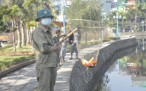 Phóng sinh cá chép xuống hồ điều hòa, cá bơi vài vòng ngửa bụng chết