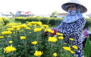 23 tháng Chạp, thủ phủ trồng hoa cúc lớn nhất Khánh Hòa cháy hàng