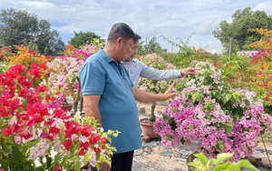 Nông dân Đồng Nai kiếm tiền tỷ nhờ trồng hoa giấy, vườn đẹp như phim, tết càng đắt hàng