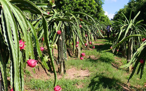 Mai Sơn: Điểm sáng trong phát triển kinh tế nông nghiệp