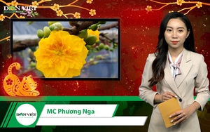 Bản tin Dân Việt Nóng 16/1: Mai vàng bung nở "phút 89", thủ phủ mai Bình Định rộn rã tiếng cười