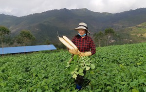 Ở Hà Giang, dân trồng củ cải &quot;khổng lồ&quot; xuất khẩu sang Nhật Bản, cứ 1ha thu về 80 triệu sau 3 tháng