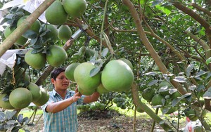 Loại quả ngon của Đồng Nai, cây nào cũng nặng quả, phải lấy gậy chống, thế mà nông dân lại kêu buồn