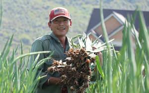 Hoa lay ơn tại Lâm Đồng tăng giá, người bán liên tục nhổ hoa cho khách