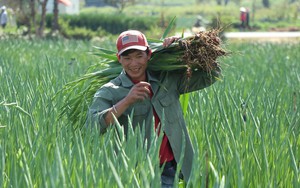 5 loại hoa cắm bàn thờ Tết Nguyên đán 2023 hút tài lộc, may mắn