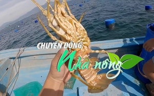 Chuyển động Nhà nông 19/1: Tôm hùm Khánh Hòa tăng giá gấp đôi dịp cận Tết