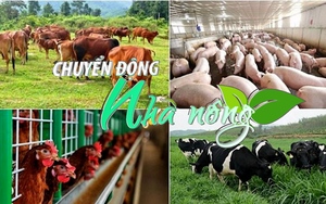 Chuyển động Nhà nông 2/1: Kỳ vọng mới cho các doanh nghiệp ngành chăn nuôi trong năm 2023