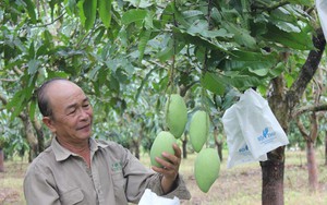 Trồng cây đặc sản ra quả nghịch vụ, tết bán trúng giá, đắt hàng, nông dân Đồng Nai sống khỏe